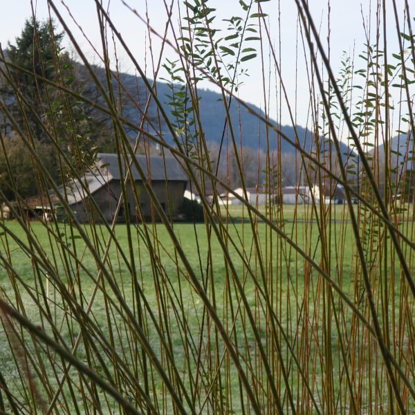 Tall grass stems in the foreground partially obscure a view of a farmhouse and green field, with mountains and trees in the background under a clear sky.