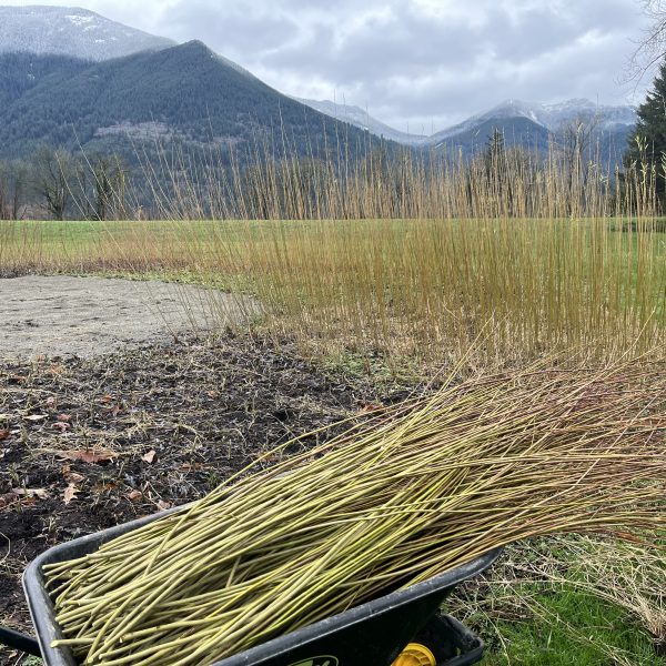 A wheelbarrow filled with cut willow branches sits in front of a field of upright willow shoots, surrounded by grass and mountains under a cloudy sky.