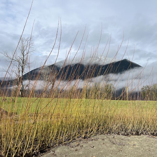 Tall thin branches in the foreground, with a grassy field, leafless trees, and a misty mountain in the background under a cloudy sky.