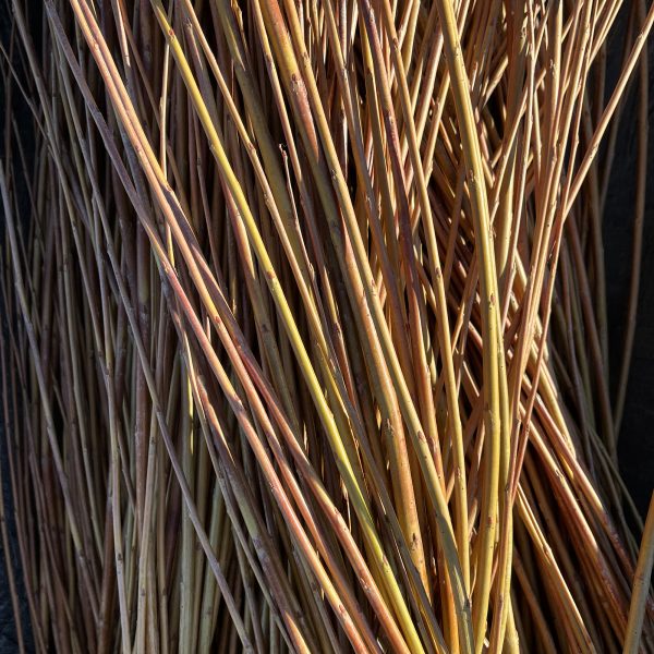 A close-up of a dense bundle of thin, straight, brown and yellowish sticks or reeds, with light and shadow creating a textured, natural pattern.