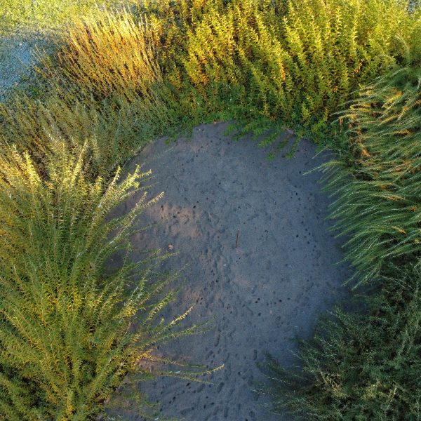 Hedgecraft Willow nest