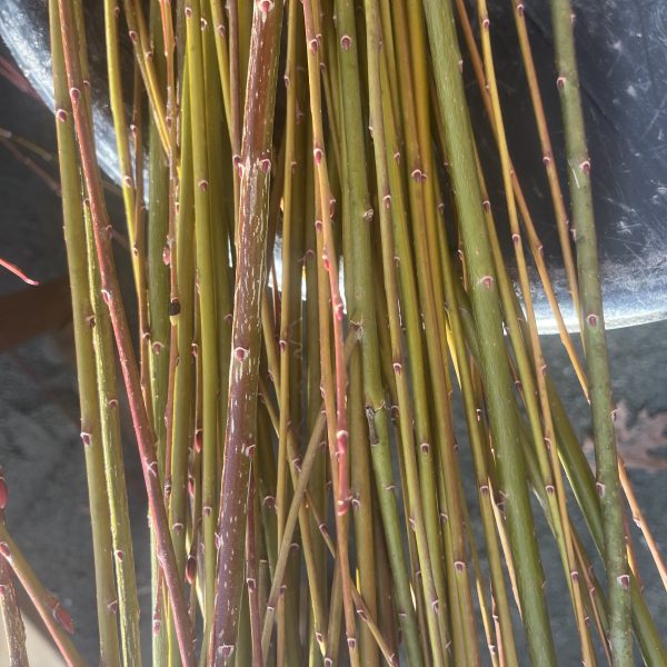 A close-up view of several thin, reddish-brown and green willow branches with visible buds, laid side by side, with part of a metal container in the background.