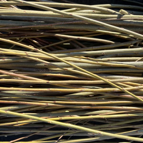 A close-up of several light brown and yellowish thin sticks or branches stacked in parallel, creating a textured and layered pattern. Sunlight highlights parts of the smooth surfaces.
