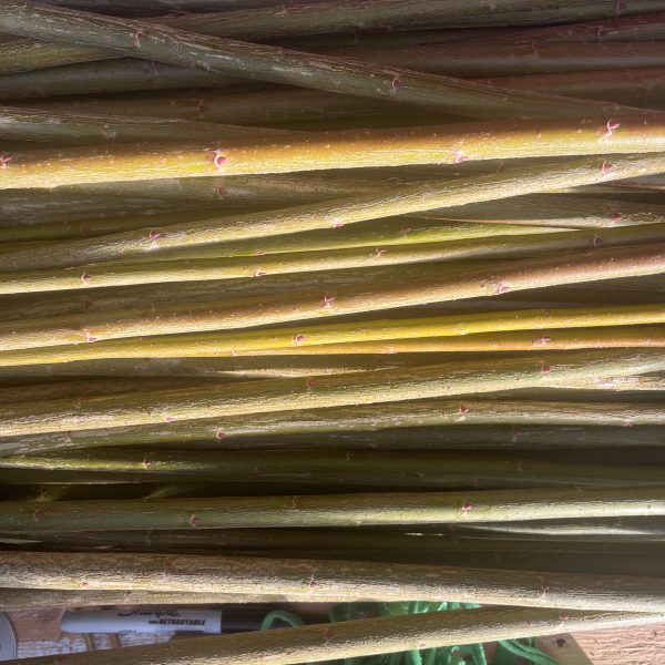 A close-up view of a pile of long, thin, yellow-green willow branches stacked horizontally, with small reddish buds visible on the stems. Some green string and wooden dowels are partially visible at the bottom.