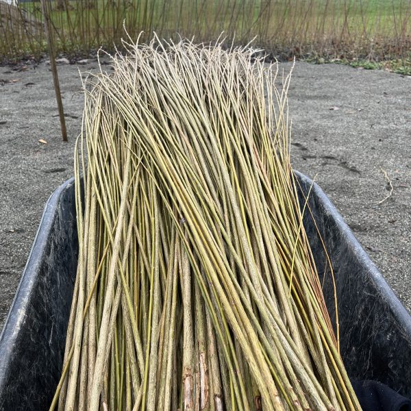 A wheelbarrow filled with long, thin, freshly cut willow branches, set outdoors on a gravel surface with bare trees, fields, and mountains in the background.