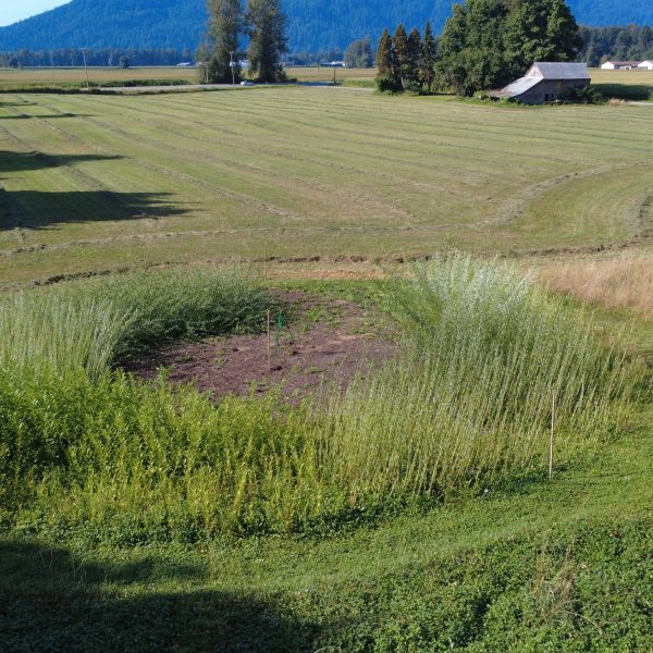 Aerial view of a grassy field with a circular patch of taller green plants in the center, surrounded by mown grass. Trees, a small building, and distant mountains are visible in the background under a clear sky.