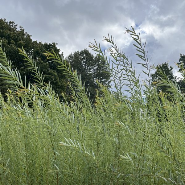 Tall green grass sways in the wind beneath a cloudy sky, with dense, dark green trees in the background. The atmosphere suggests an overcast day in a natural, grassy field.