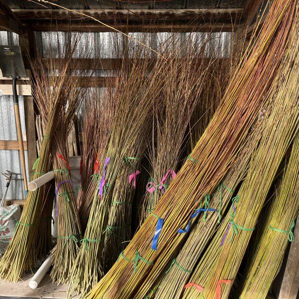 Bundles of long, thin willow branches tied with colorful strings are stacked upright in a wooden shed. Gardening tools hang on the wall in the background, and sunlight filters through the roof.