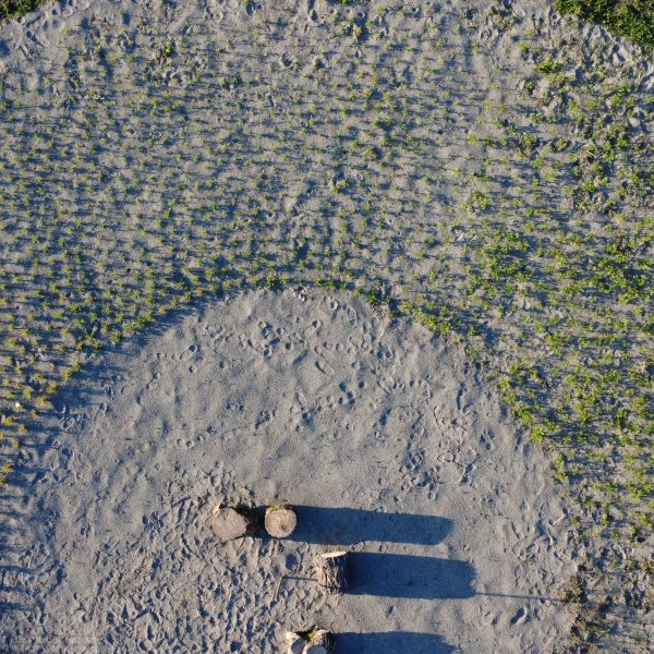 Aerial view of a circular sandy area with sparse grass growing on the outer edge, three tree stumps casting long shadows in the center, and green grass surrounding the sandy circle.