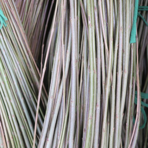 Close-up of bundled, thin, light brown and green stems or branches tied together with green plastic straps.