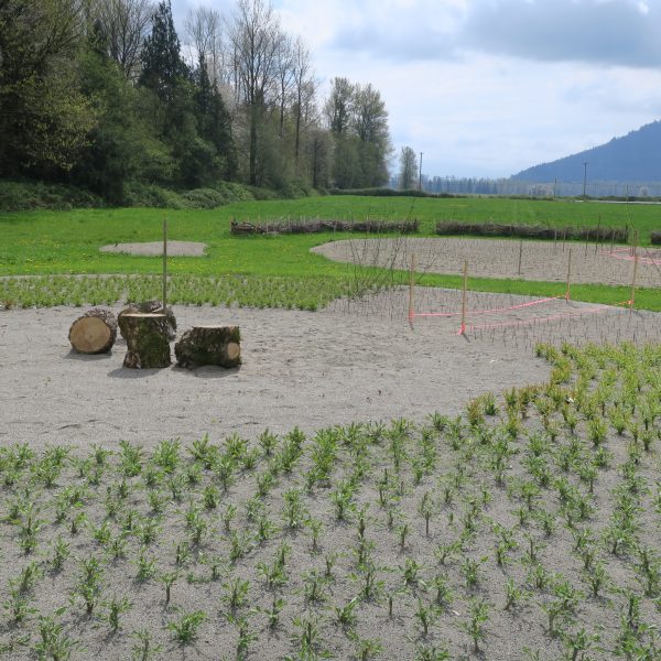A scenic field with young plants growing in neatly bordered sections, sandy patches with wooden logs, and trees and mountains in the background under a cloudy sky.