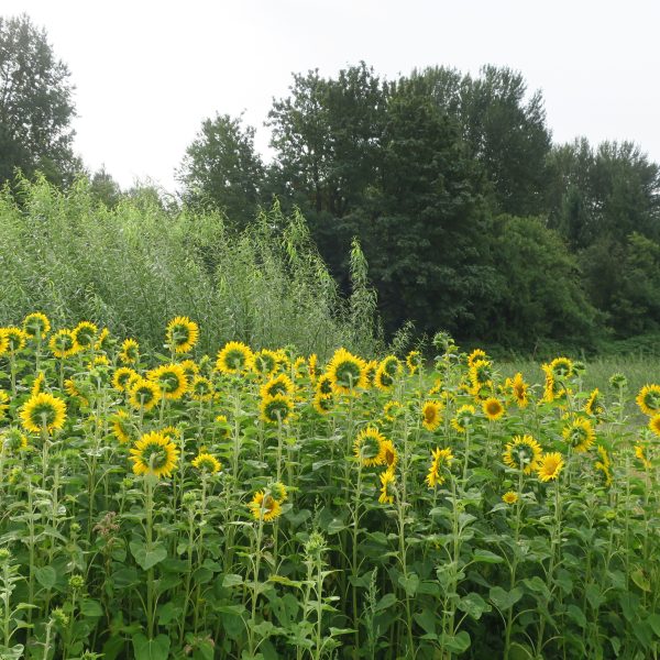 A field of blooming sunflowers stands in front of lush green trees and tall grasses under a bright, partly cloudy sky.