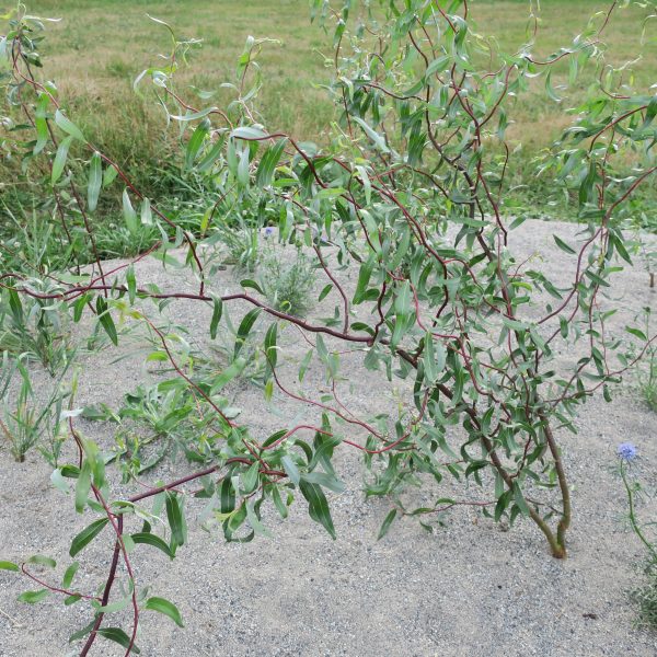 Curly willow branches with green, twisted leaves grow from sandy soil. Sparse grass and a few small purple flowers are visible nearby, with a grassy field in the background.