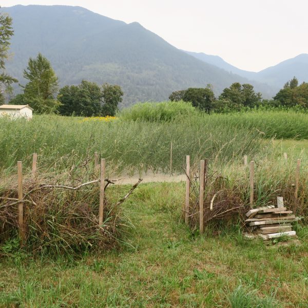 A grassy yard with a simple wooden fence, stacks of branches, and a small pile of lumber. Dense green vegetation and distant mountains are visible in the background under a cloudy sky.