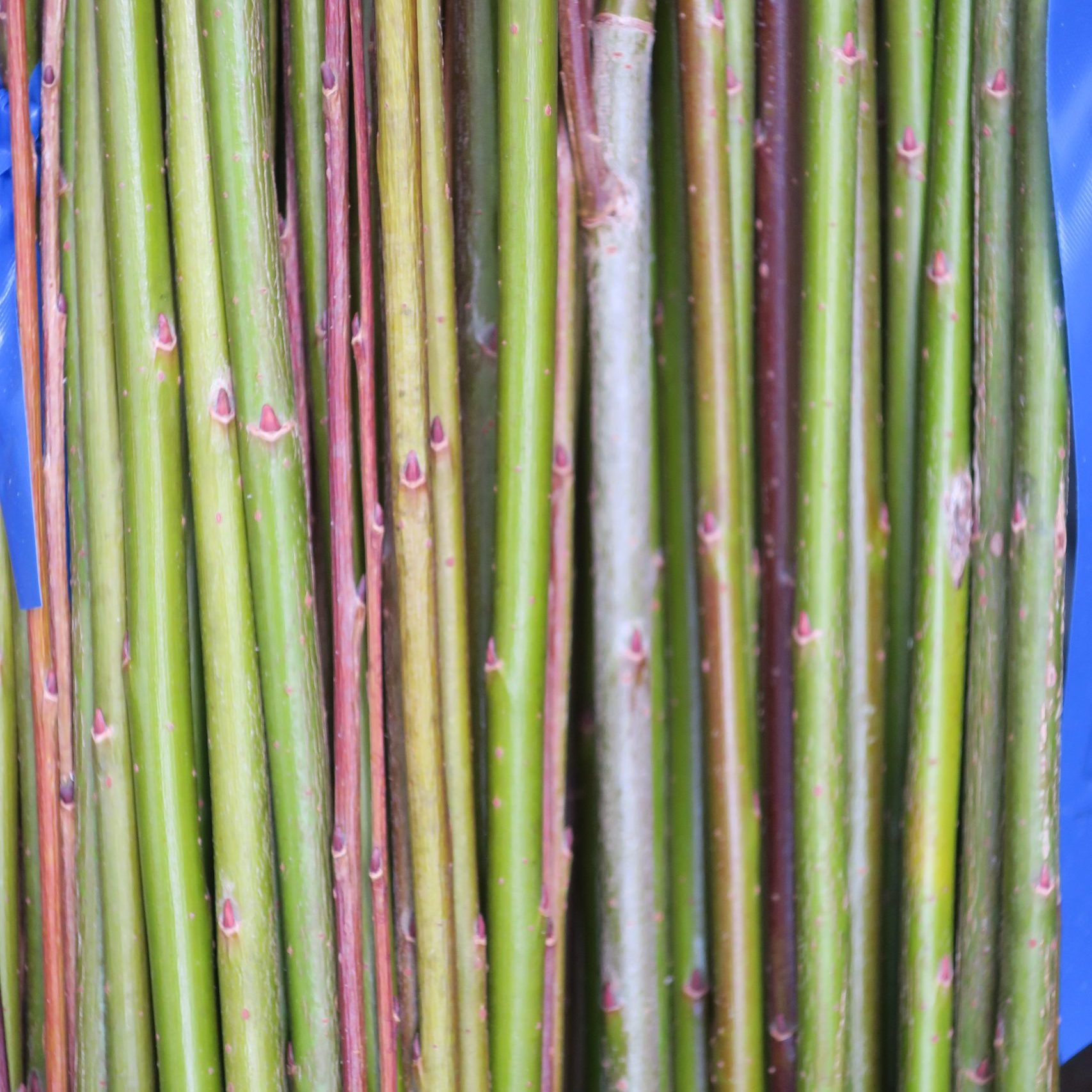 Semi-green Dave's Green willow