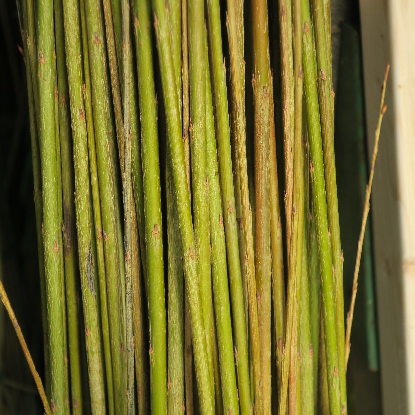 A close-up of several long, thin, green bamboo sticks standing vertically next to each other, with visible texture and slight color variations.